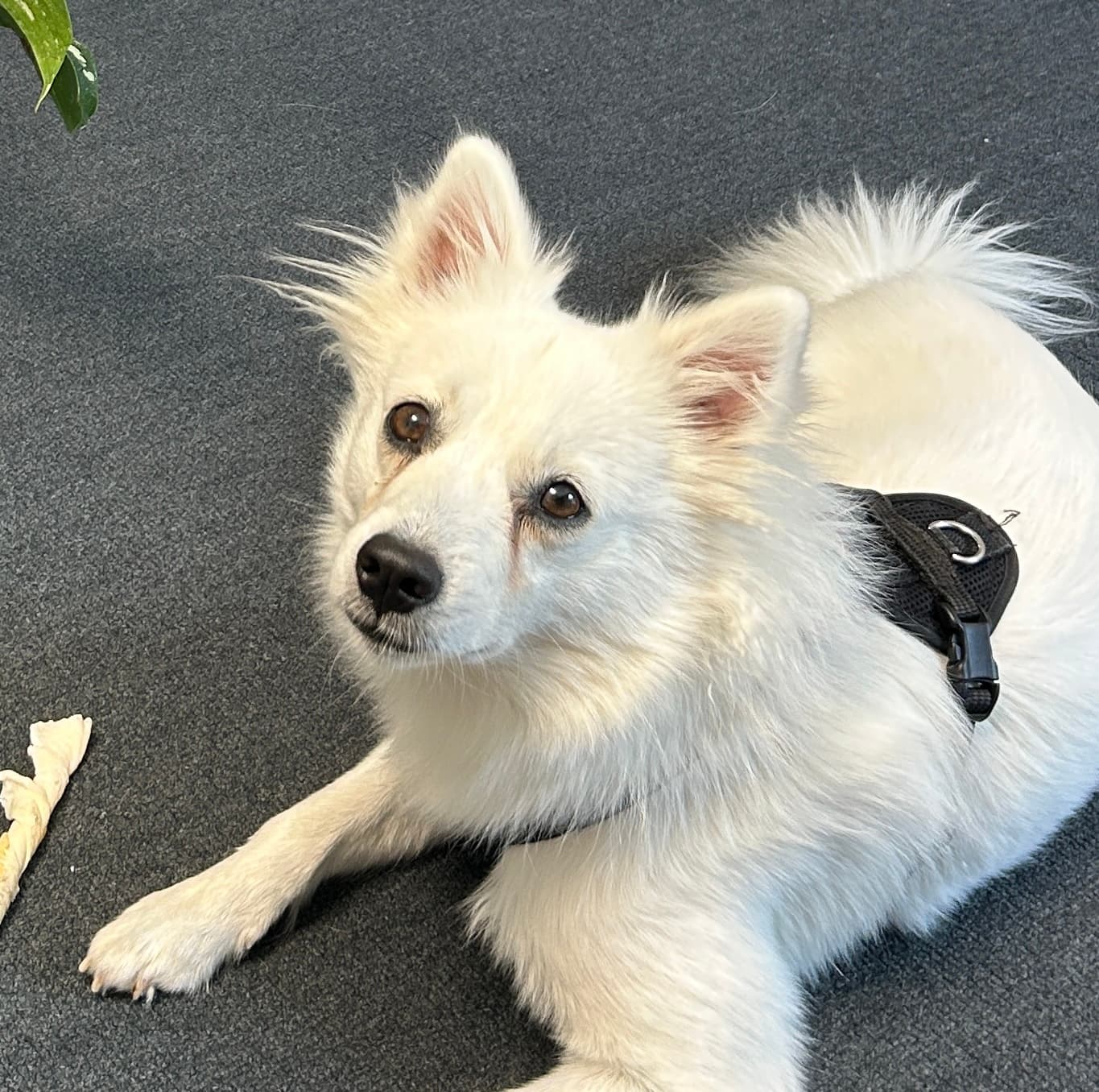 Coco – Office-Hund